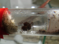 20201103 Pogonomyrmex barbatus Gründung.JPG