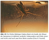 Speispinne Feustel.jpg