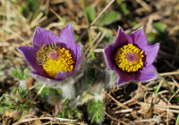 Pulsatilla_3541.jpg