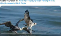 Pelikan-und-Fischadler.jpg