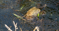 3-Bufo-2_3619.jpg