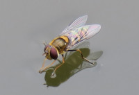 Syrphide_717.JPG