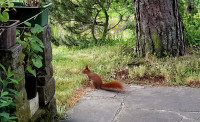 Eichhörnchen-Garten-24.5.21.jpg