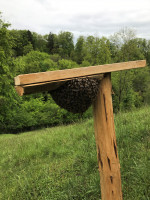 Bienenschwarm.jpg