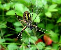 2-Argiope-ventr._131.jpg