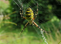 4-Argiope-dorsal_145.jpg