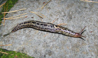 Limax maximus aus AP.jpeg