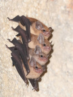 Bats aus Twitter A.Wild.jpg