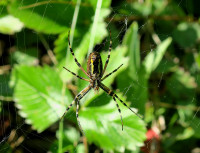 3-Spinne-schlank_4176.jpg