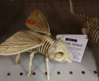 Endoskelett Insekt.jpg