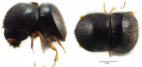 Cnestus mutilatus.jpg