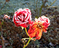 s-Rosen_396b.jpg (817.86 KiB) 46553-mal betrachtet s-Rosen_396b.jpg