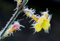 j-Winterjasmin-c_393.jpg (621.86 KiB) 46553-mal betrachtet j-Winterjasmin-c_393.jpg