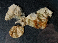 3-Kokons_4452.jpg (888.76 KiB) 82963-mal betrachtet 3-Kokons_4452.jpg
