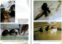 Oecophylla-2-3.jpg (842 KiB) 511237-mal betrachtet Oecophylla-2-3.jpg