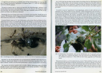 Oecophylla-4-5.jpg (610.72 KiB) 517752-mal betrachtet Oecophylla-4-5.jpg