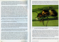 Oecophylla-6-7.jpg (649.79 KiB) 517842-mal betrachtet Oecophylla-6-7.jpg