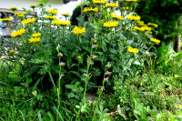 Ophrys-u-Inula_4816.jpg