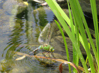 Mosaikjungfer Aeshna sp..JPG