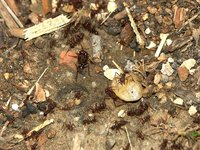 1-Ten-Pu-Ants.jpg (157.86 KiB) 125903-mal betrachtet 1-Ten-Pu-Ants.jpg