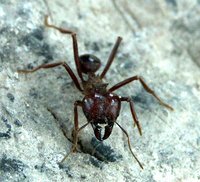 2-A.mex.Arb.-web.jpg (52.72 KiB) 125911-mal betrachtet 2-A.mex.Arb.-web.jpg