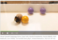 Hummeln spielen mit Ball.jpg (50.97 KiB) 50157-mal betrachtet Hummeln spielen mit Ball.jpg