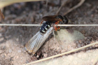 IMG_2135 Ameisenportal.JPG (562.08 KiB) 403233-mal betrachtet IMG_2135 Ameisenportal.JPG