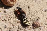 IMG_1999 Ameisenportal.JPG (711.64 KiB) 403233-mal betrachtet IMG_1999 Ameisenportal.JPG