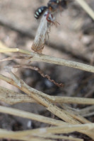 IMG_2125 Ameisenportal.JPG (484.15 KiB) 406099-mal betrachtet IMG_2125 Ameisenportal.JPG