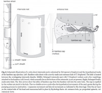 Fig.2 Tetraponera.jpg (139.54 KiB) 461128-mal betrachtet Fig.2 Tetraponera.jpg