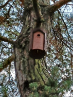 20230819_V.crabro03.jpg (725.45 KiB) 183752-mal betrachtet 20230819_V.crabro03.jpg