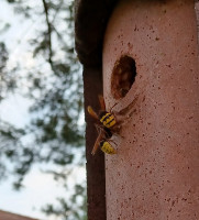 20230819_V.crabroN35.jpg (186.61 KiB) 183752-mal betrachtet 20230819_V.crabroN35.jpg