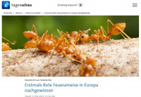 Fire ants,Tagesschau.jpg (183.6 KiB) 505958-mal betrachtet Fire ants,Tagesschau.jpg