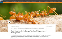 Fire-ants-BR-2023.jpg (109.83 KiB) 505958-mal betrachtet Fire-ants-BR-2023.jpg