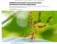 Fire ants Nat.Geogr.jpg (567.17 KiB) 505958-mal betrachtet Fire ants Nat.Geogr.jpg
