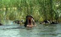 Hippo2-423.jpg