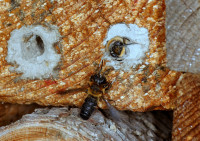 DSC09593a.JPG (1.18 MiB) 113095-mal betrachtet DSC09593a.JPG