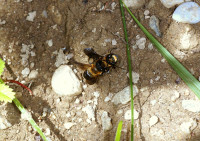 DSC09618a.JPG (1.15 MiB) 113095-mal betrachtet DSC09618a.JPG