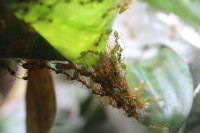 Oecophylla smaragdina .JPG (1.51 MiB) 31791-mal betrachtet Oecophylla smaragdina .JPG
