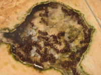 20250101 Pogonomyrmex barbatus Nestkammer Brut.JPG (1.37 MiB) 169849-mal betrachtet 20250101 Pogonomyrmex barbatus Nestkammer Brut.JPG