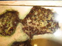 2024 Pogonomyrmex barbatus Kornkammer.JPG (901.48 KiB) 169876-mal betrachtet 2024 Pogonomyrmex barbatus Kornkammer.JPG