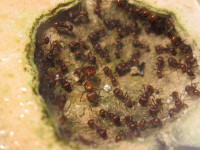 20250101 Pogonomyrmex barbatus Nestkammer.JPG (1.68 MiB) 169849-mal betrachtet 20250101 Pogonomyrmex barbatus Nestkammer.JPG