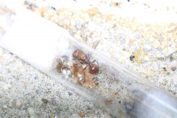 Pogonomyrmex barbatus mit ersten Arbeiterinnen.JPG (1.61 MiB) 169849-mal betrachtet Pogonomyrmex barbatus mit ersten Arbeiterinnen.JPG