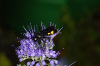 DSC00955.JPG