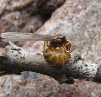 Lasius sp. gelb.JPG