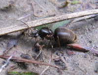 Lasius cf niger Gyne.JPG