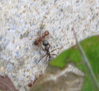 Formica mit kleiner Myrmica.JPG