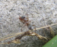 Formica transportiert Myrmica1.JPG