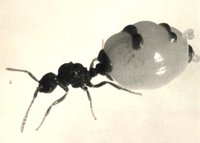 Anergates jg Königin Web.jpg (50.58 KiB) 47105-mal betrachtet Anergates jg Königin Web.jpg