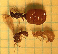 Anergates family5 web.jpg (51.42 KiB) 47105-mal betrachtet Anergates family5 web.jpg